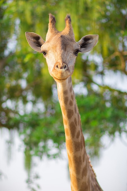 Gazing Female Giraffe Close-up with Bokeh – Free Download