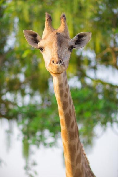 Gazing Female Giraffe Close-up with Bokeh – Free Download