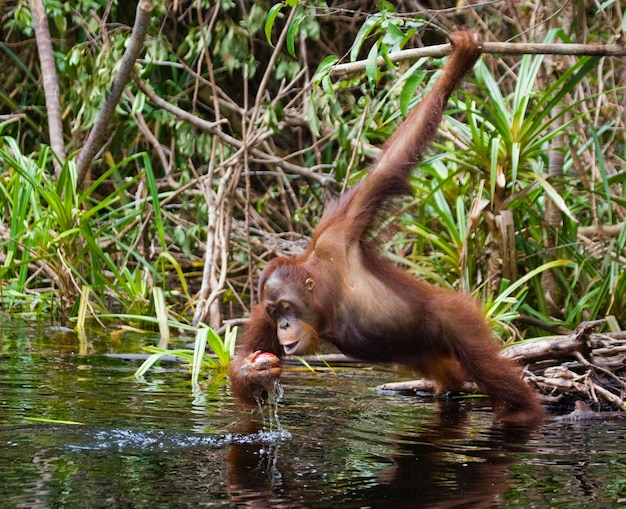 Orangutan Drinking Water in Kalimantan’s Jungle – Free Stock Photo for Download