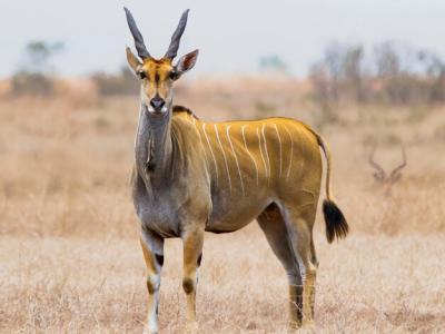 Antelope Standing in the Field – Free Stock Photo, Download for Free