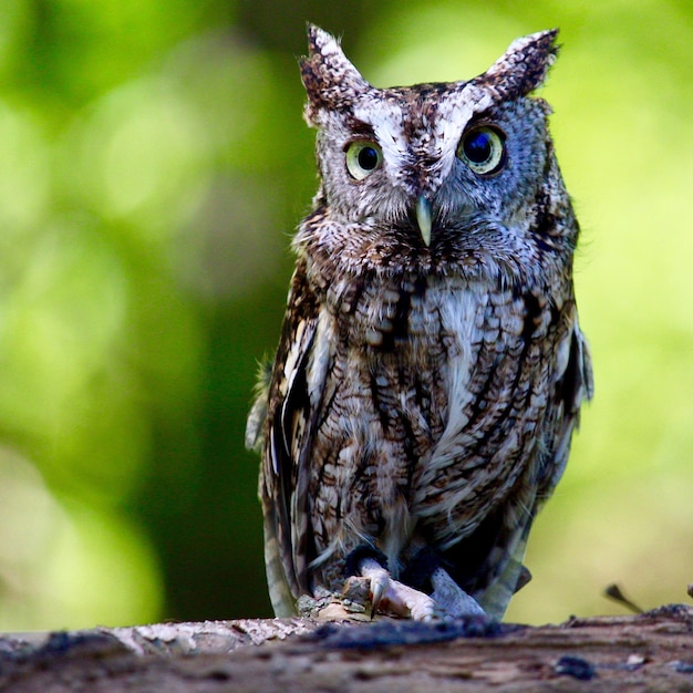 Great Horned Owl Close-Up Portrait – Free Download