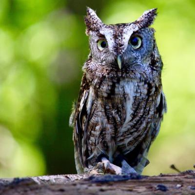 Great Horned Owl Close-Up Portrait – Free Download