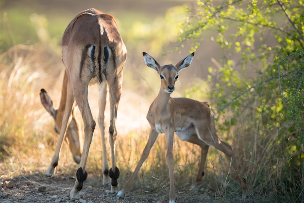 Mother Antelope Grazing with Alert Baby Antelope – Free Download