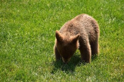 Summer Scene: Baby Brown Black Bear Cub in South Dakota – Free Stock Photo