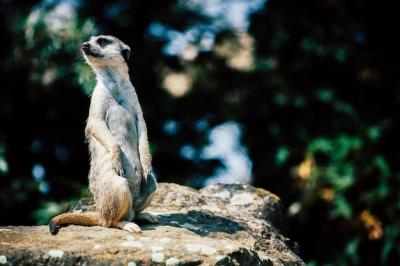 Adorable Meerkat Sitting on a Rock – Free Stock Photo for Download