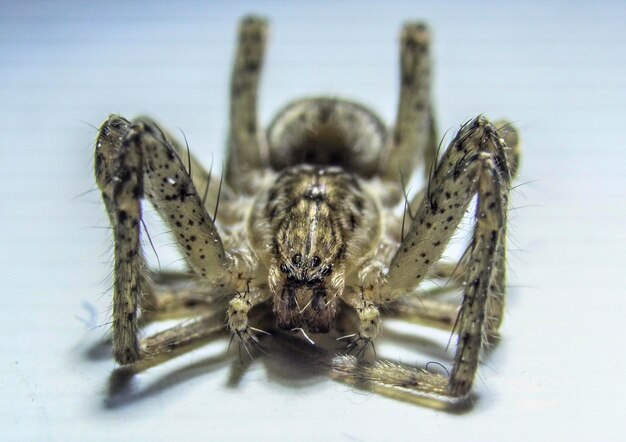 Stunning Close-Up of a Spider – Free Download