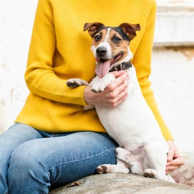 Adorable Close-Up of a Little Dog with Its Owner – Free Download