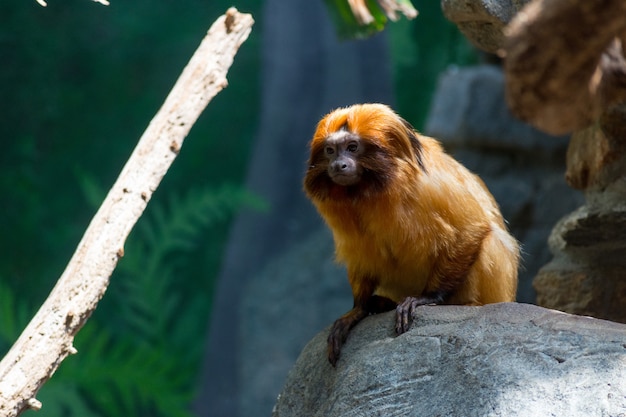 Cute Golden Lion Tamarin Sitting on a Rock – Free Stock Photo