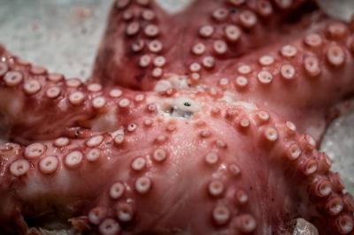 Fresh Octopus at the Fish Market – Free Stock Photo for Download