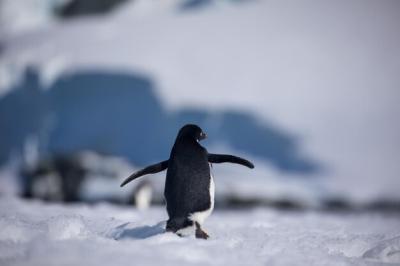 Close-Up of Penguin on Snow – Free Download