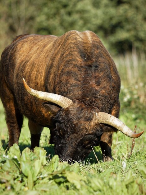 Bison Grazing on Field – Free Stock Photo for Download