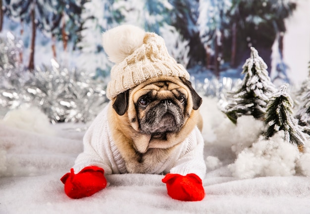 Cute Pug in Sweater Hat and Gloves – Free Download