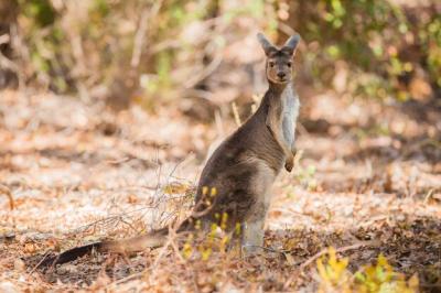 Adorable 4K Image of a Cute Kangaroo in the Wild Forest – Free Stock Photo for Download