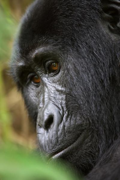 Mountain Gorilla Portrait in Bwindi Impenetrable Forest National Park – Free Download