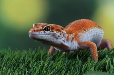 Leopard Gecko Close-Up on Green Grass – Free Stock Photo for Download