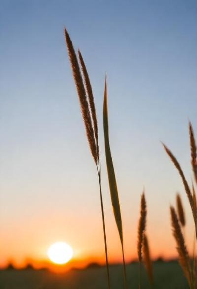 Tall Grass at Sunset – Free Stock Photo for Download