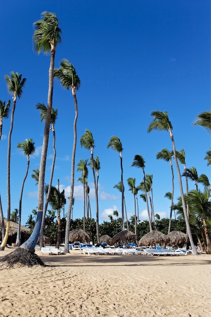 Caribbean Beach with Palm Trees and Blue Sky – Free Download