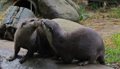 Two Seals Kissing – Free Stock Photo, Download for Free