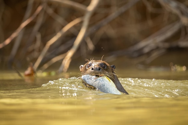 Giant River Otter Feeding in the Brazilian Pantanal â Free Download