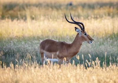 Side View of Deer on Field – Free Stock Photo, Download Free