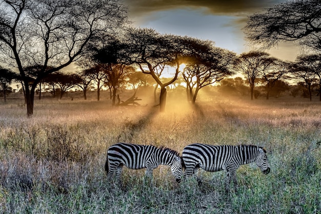 Field of Grass and Trees with Zebras at Sunset – Free to Download