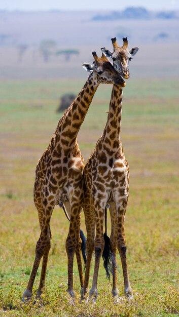 Two Giraffes in the Savanna – Free Stock Photo for Download