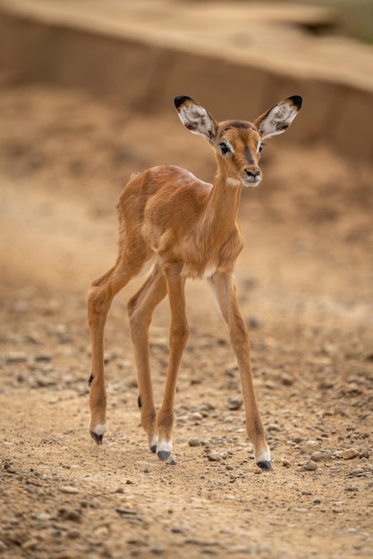 Common Impala Walking on a Dirt Track – Free Download