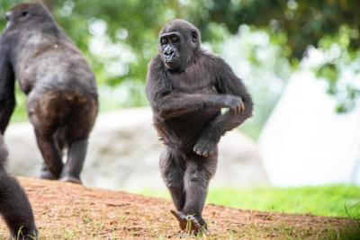 Monkeys Sitting on Land – Free Stock Photo for Download