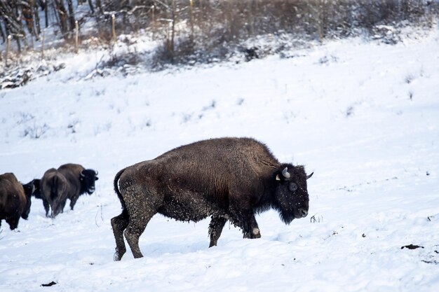 Animal on Snow Covered Land – Free Stock Photo, Download Free