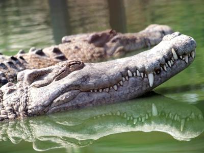 Close-up of Crocodile in Lake – Free Stock Photo for Download