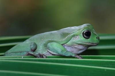 Dumpy Frog Litoria Caerulea on Green Leaves – Free Stock Photo for Download