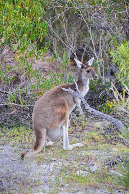 Kangaroo on Field – Free Stock Photo for Download