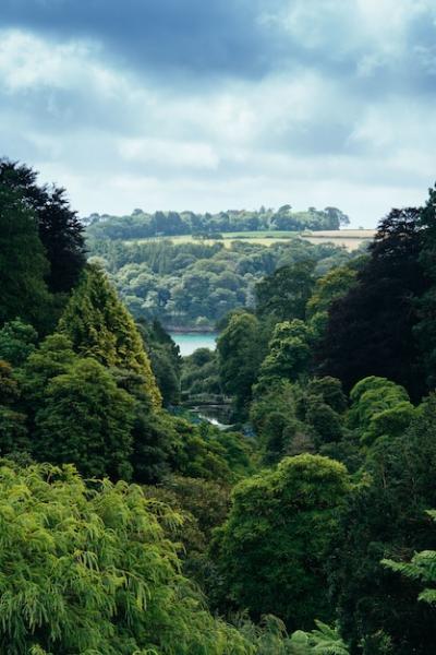 Thick Forest and River Vertical Shot – Free Stock Photo Download