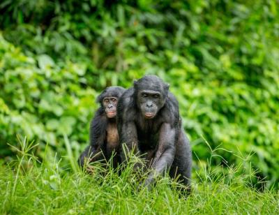 Portrait of a Bonobo in Nature – Free Download