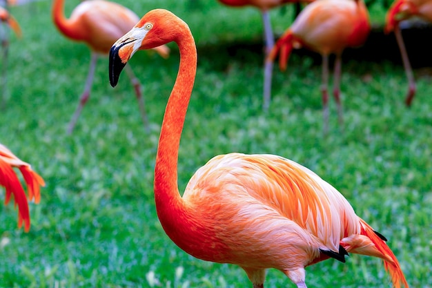 Stunning Close-up of a Flamingo – Free to Download