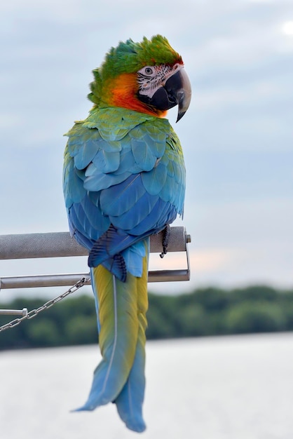 Macao Parrot Standing on Cage – Free Download