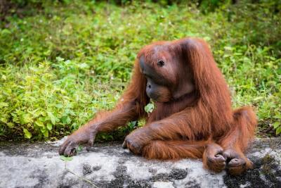 Orangutan Sitting on Rock Surrounded by Lush Plants – Free Stock Photo for Download