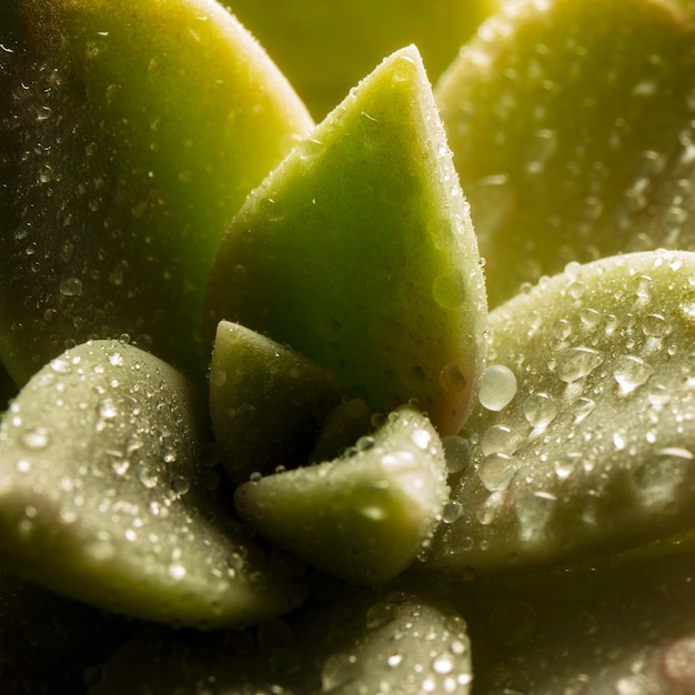 Close-up Succulent Plant with Water Droplets – Free Stock Photo for Download