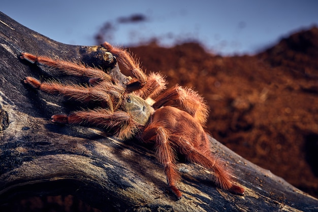 Tarantula Tapinauchenius gigas – Free Stock Photo for Download