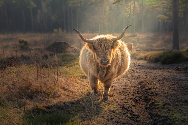 White Highland Cow in the Woods – Free Stock Photo Download