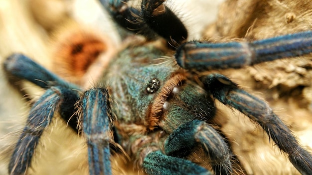 Close-up of Tarantula – Free Stock Photo for Download