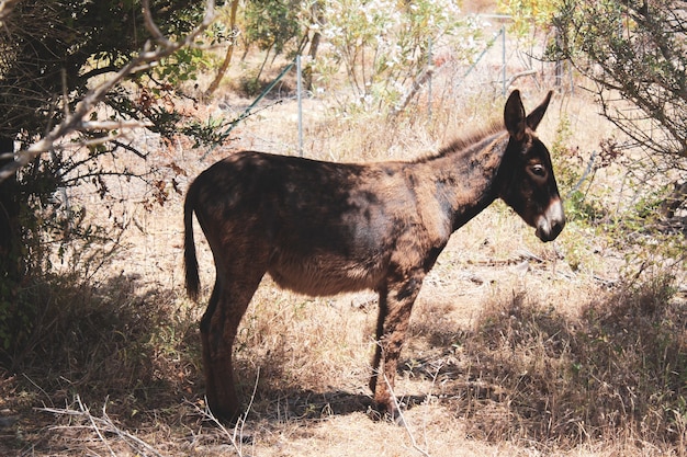 Cute Donkey Closeup Standing on Dry Grass in the Field – Free Download