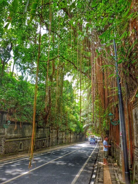 Beautiful Road Along Trees – Free Stock Photo for Download