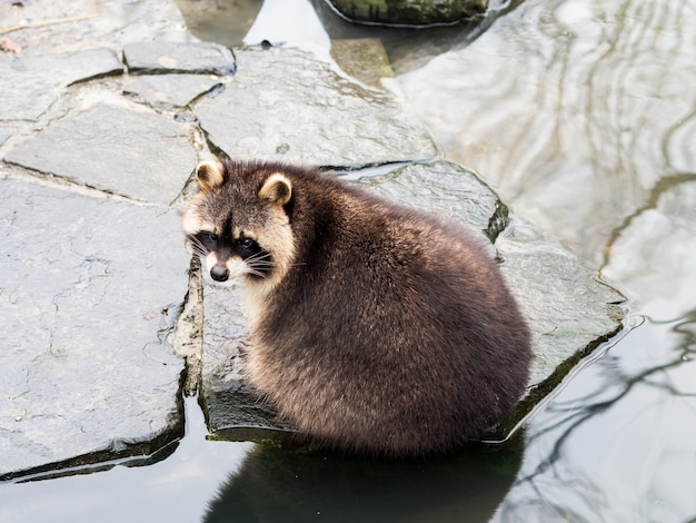 A Raccoon Sitting on a Stone Near Water – Free Stock Photo for Download