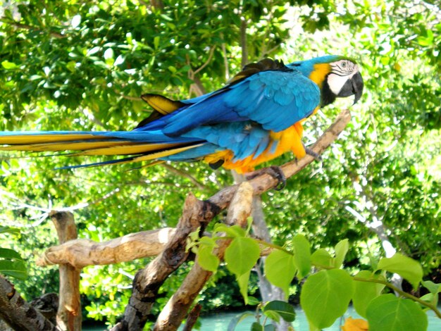 Birds Perching on Tree – Free Stock Photo for Download