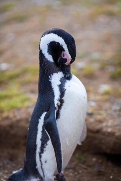 Close-up of Penguin – Free to Download Stock Photo