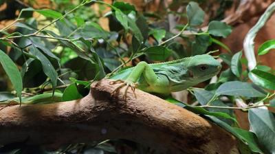 Close-up of a Lizard on Tree – Free Stock Photo, Download for Free