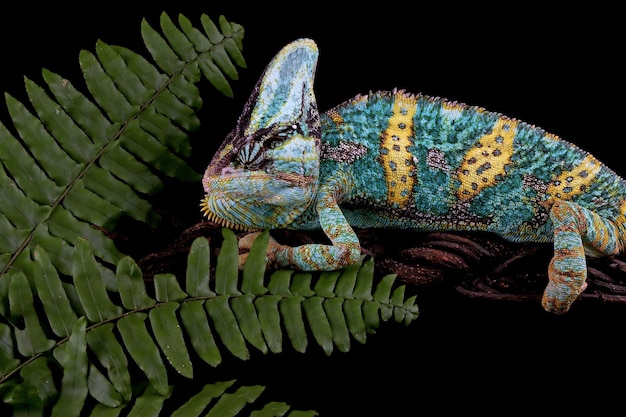 Chameleon Veiled on Branch: Close-Up Image with Black Background – Free Download