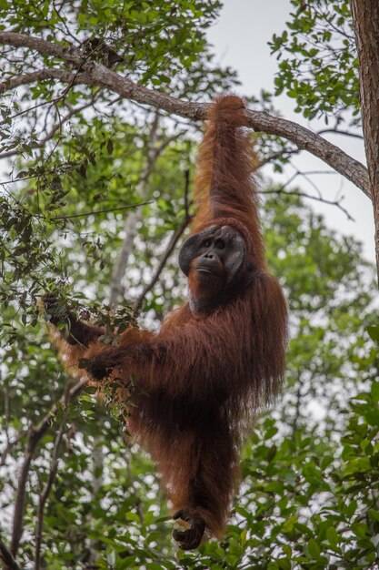 Monkey Hanging on Tree in Forest – Free Stock Photo for Download