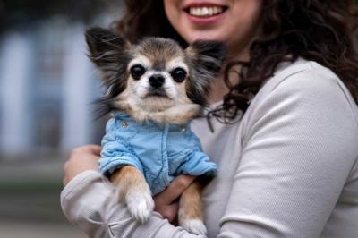 Charming Side View of a Woman with a Cute Chihuahua Dog – Free Download